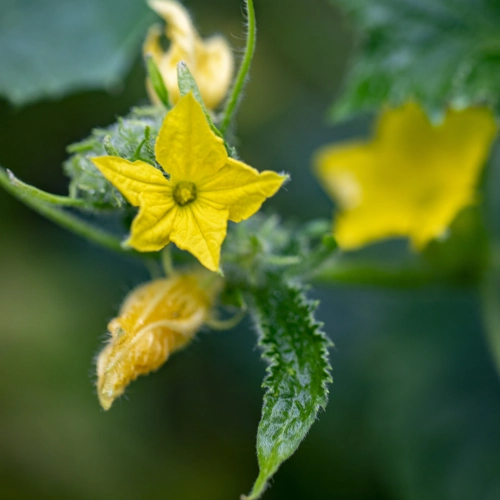 Bio Gurken Blüte rehmanufaktur