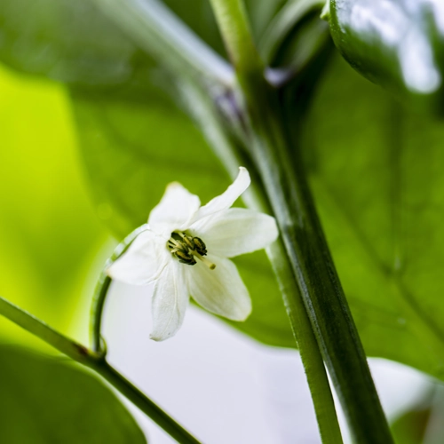 Bio Chili Blüte rehmanufaktur