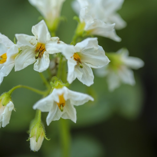 Bio Kartoffel Blüte rehmanufaktur