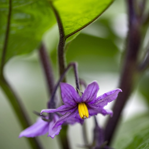 Bio Auberginen Blüte rehmanufaktur